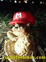 /home//u458753944/public_html/sourcegallery//Roxborough Toad Detour/2013-2019/2017/P4030705.JPG